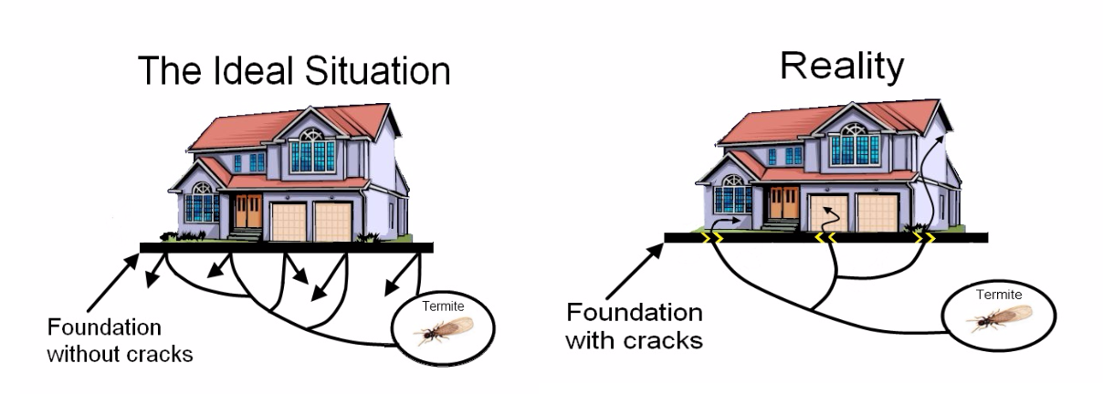 Reality of Termite Infestations