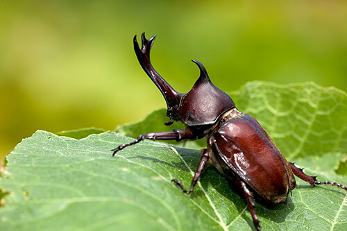 beetle-pl